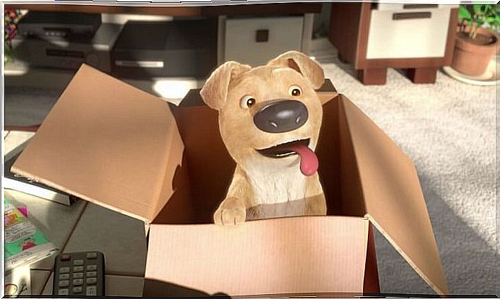 short-the-present, dog in a box