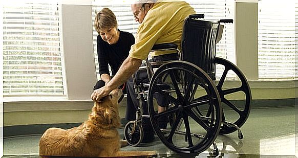 Person in wheelchair doing dog therapy