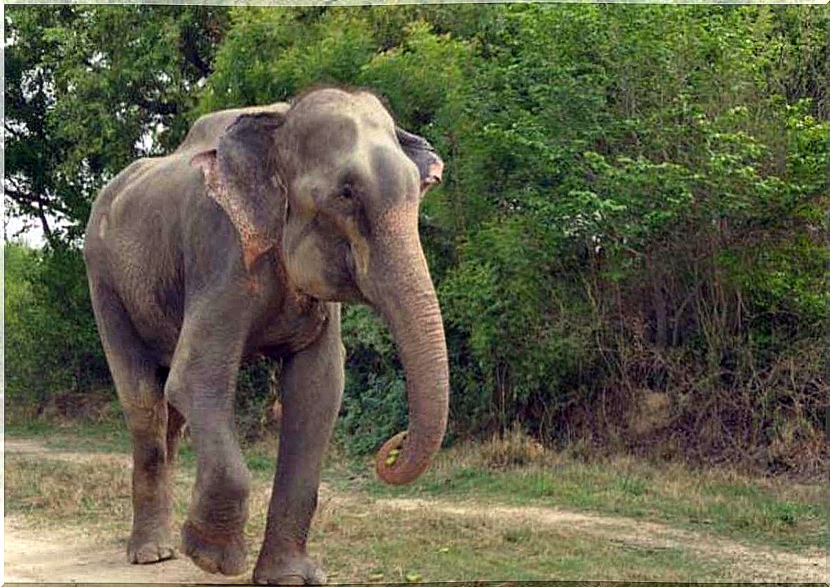 The elephant that cried upon being released